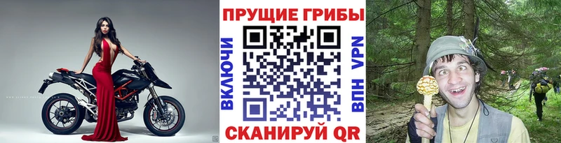 где купить наркоту  Лодейное Поле  Псилоцибиновые грибы прущие грибы 